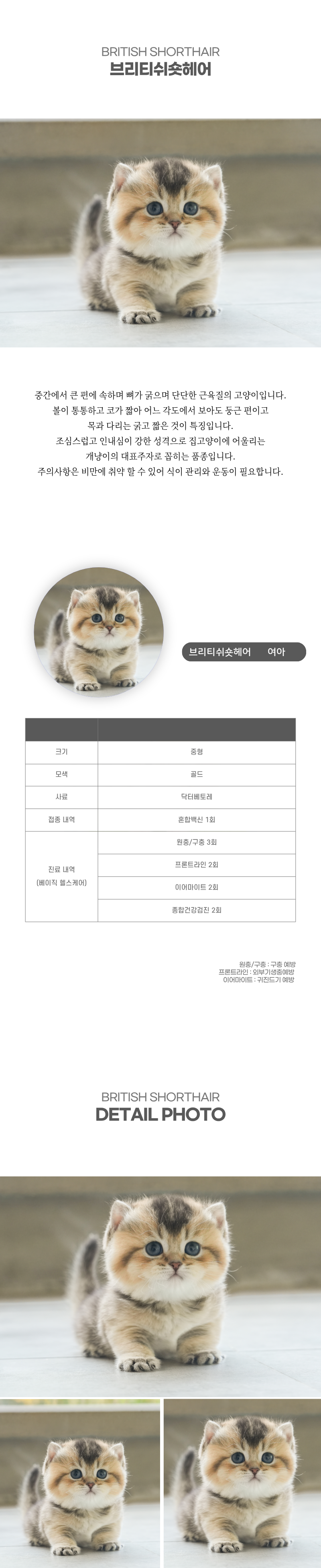 브리티쉬숏헤어_상세이미지_2